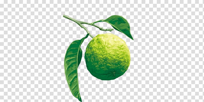 Lime Citrus ×bergamia Aromatherapy Rutaceae Satsuma Mandarin, eucalyptus essential oil bergamot transparent background PNG clipart