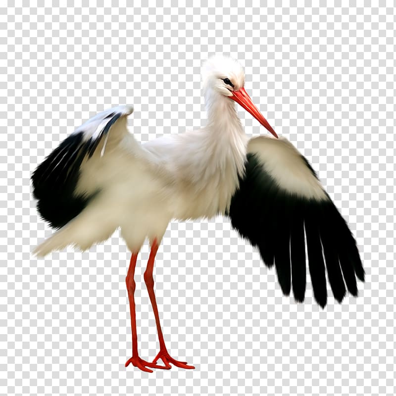 White stork Bird frame , Stork transparent background PNG clipart