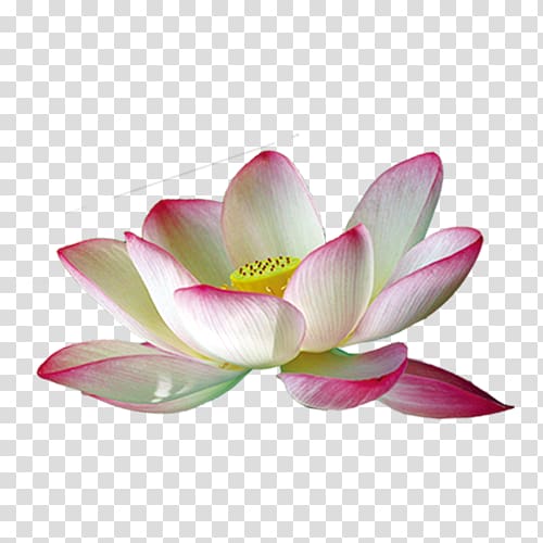 Nelumbo nucifera Pink White, Pink Lotus Lotus transparent background PNG clipart