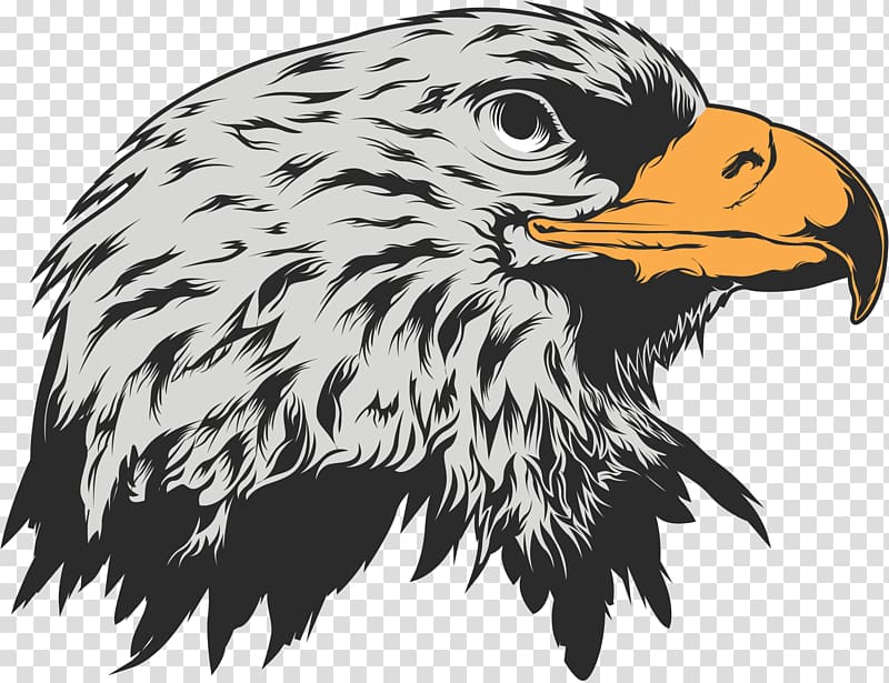 illustration, Eagle transparent background PNG clipart