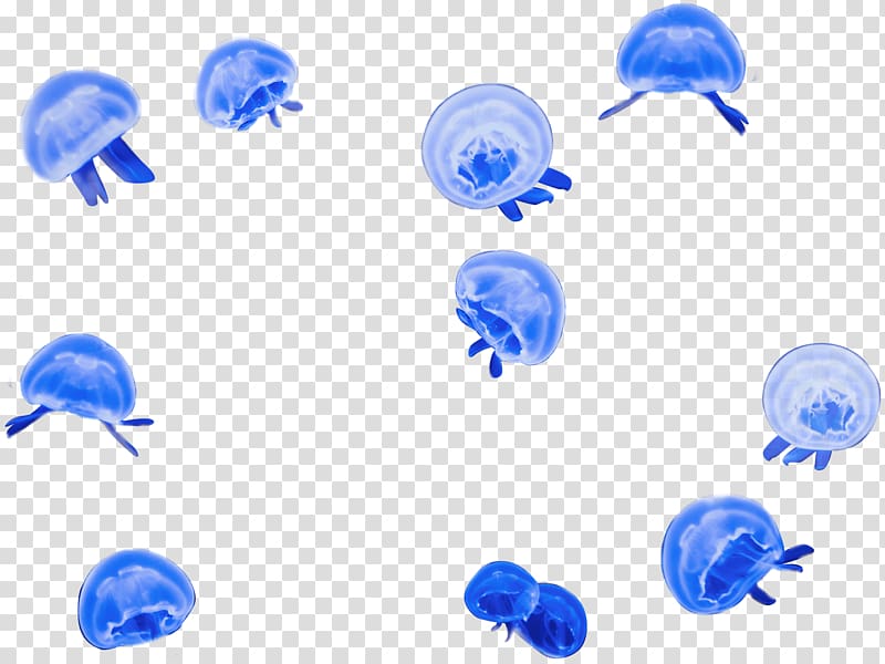 Marine invertebrates Jellyfish Shark Blue, fish transparent background PNG clipart