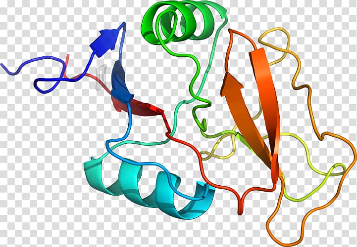Human behavior Organism Line Point , line transparent background PNG clipart Human behavior Organism Line Point , line transparent background PNG clipart