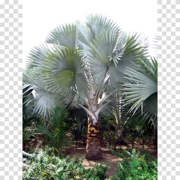 Asian palmyra palm Babassu Saw palmetto Arecaceae Oil palms, date palm transparent background PNG clipart
