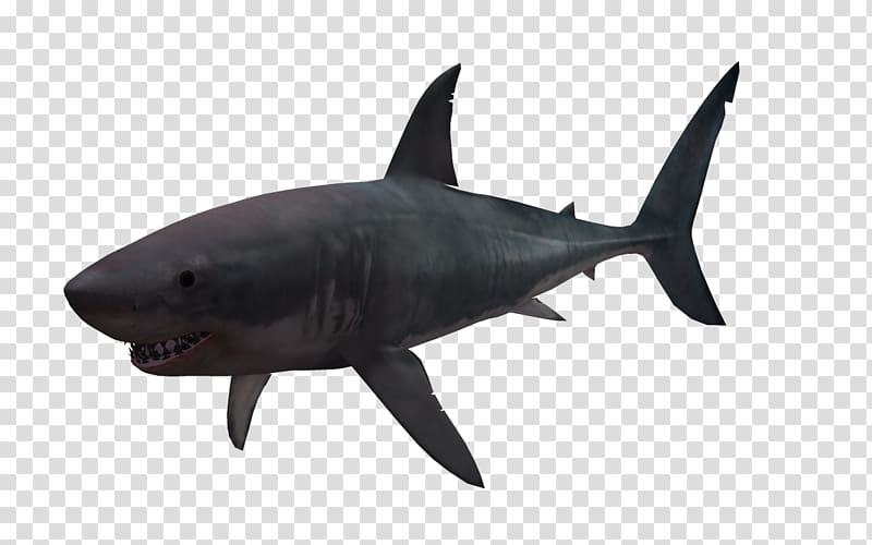 Great white shark 3D computer graphics, Benthic fauna 3D transparent background PNG clipart