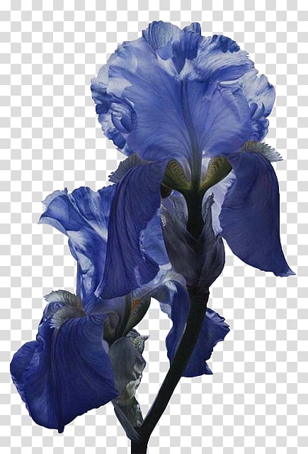 Flower Iris versicolor Iridaceae Blue Poppy, flower transparent background PNG clipart