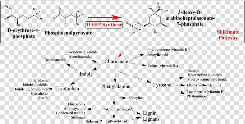 DAHP synthase Shikimate pathway Shikimic acid Biosynthesis Metabolic pathway, others transparent background PNG clipart