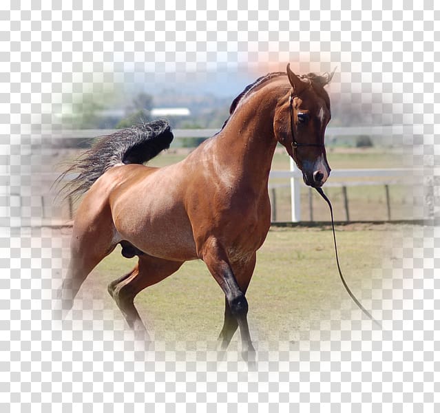 Stallion Arabian horse American Quarter Horse Mustang Mangalarga Marchador, mustang transparent background PNG clipart