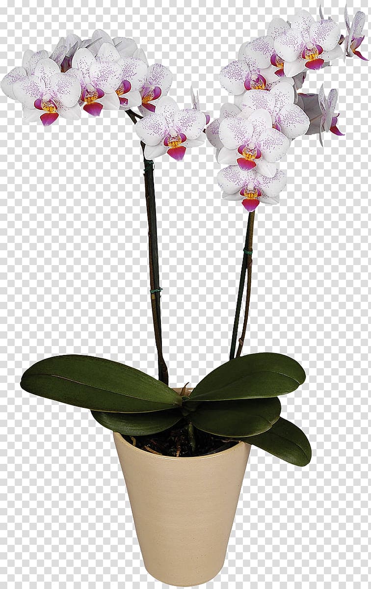 Moth orchids Flower Belaya Orkhideya Cattleya orchids, flower transparent background PNG clipart