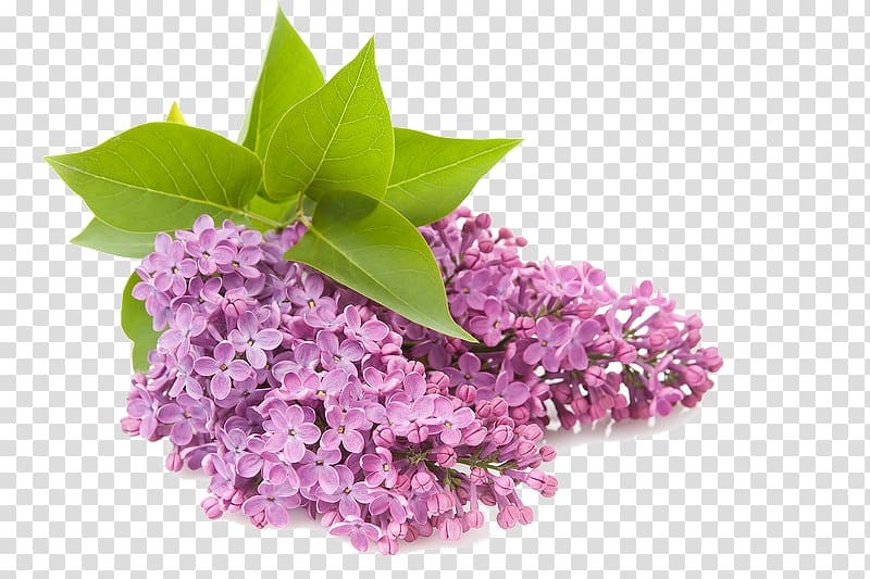 Open Common lilac Flower, сирень transparent background PNG clipart