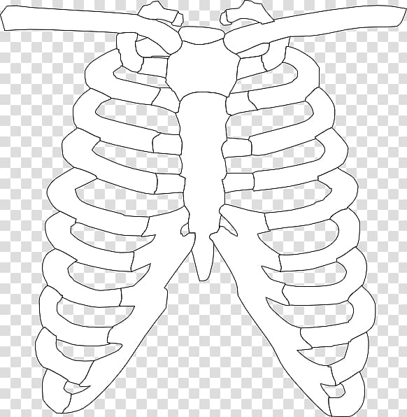 Spare ribs Rib cage Barbecue , Ribs transparent background PNG clipart