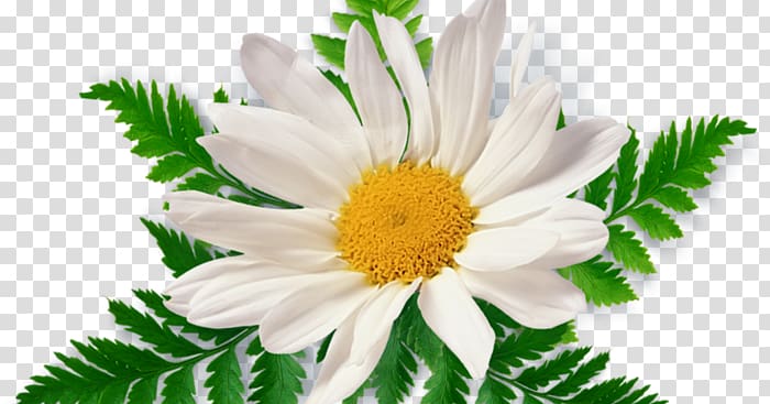 Chamomile , chamomile transparent background PNG clipart