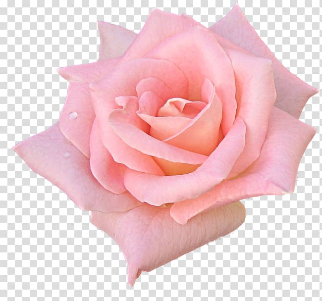 Garden roses Flower Pink Black rose, blush floral transparent background PNG clipart