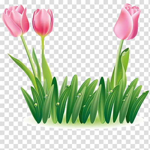 Tulip Animaatio , tulip transparent background PNG clipart