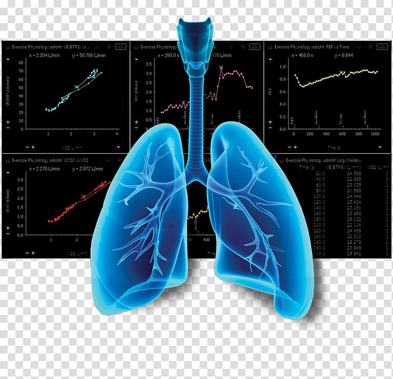 Lung, Respiratory transparent background PNG clipart