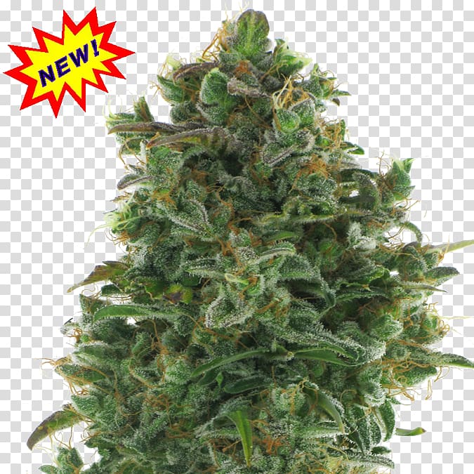 Autoflowering cannabis Cannabis ruderalis Cannabis sativa Marijuana, cannabis transparent background PNG clipart