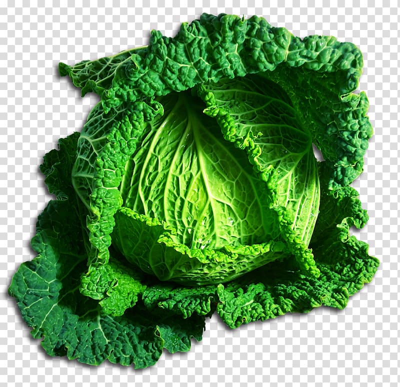 Cabbage Vegetable Romaine lettuce , Cabbage transparent background PNG clipart