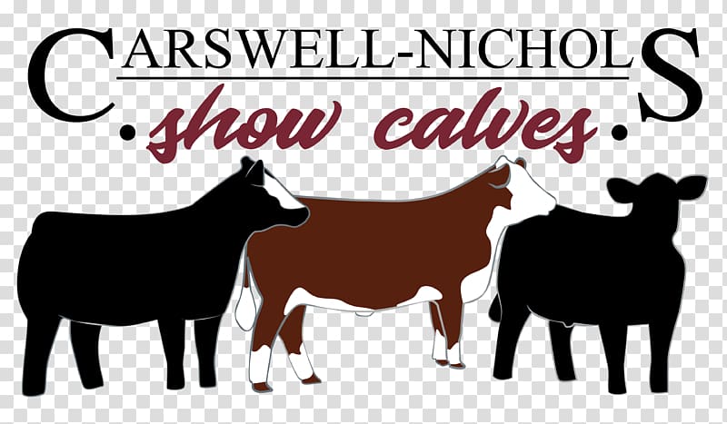 Dairy cattle Hereford cattle Sheep Horse Live show, sheep transparent background PNG clipart