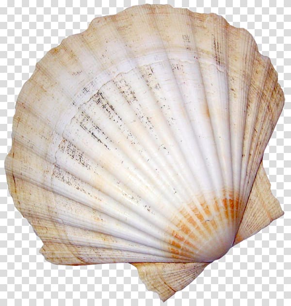 Conchology Cockle Seashell Mollusc shell, seashell transparent background PNG clipart