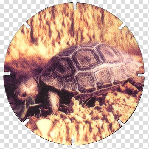 Box turtles Tortoise Terrestrial animal, turtle transparent background PNG clipart