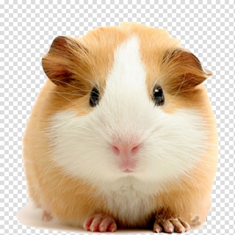 beige and white guinea pig, Vietnamese Pot-bellied Pet Guinea Pigs Dog Rodent, Pale yellow guinea pigs transparent background PNG clipart