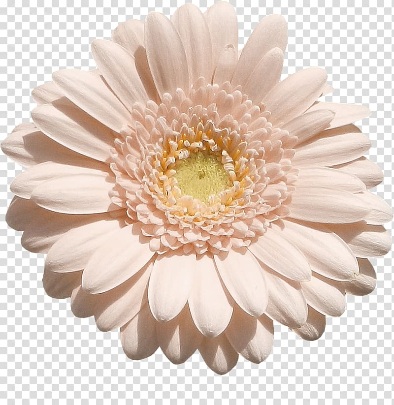 Transvaal daisy Chrysanthemum Cut flowers, chrysanthemum transparent background PNG clipart