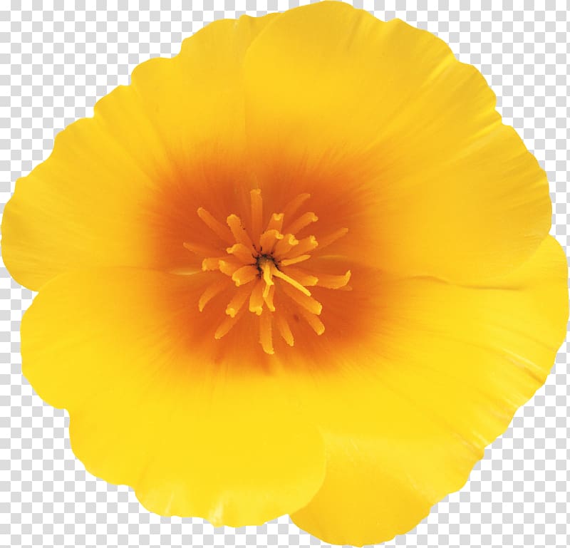 California poppy Wildflower Oyster, flower transparent background PNG clipart