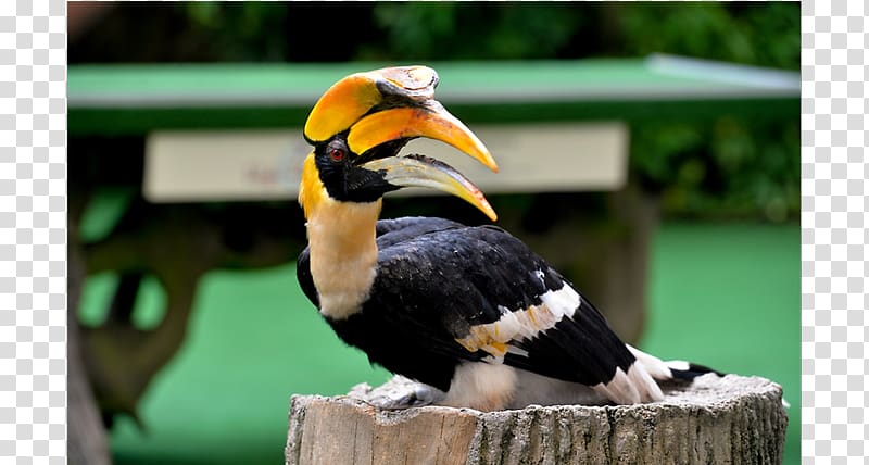 Jurong Bird Park Kuala Lumpur Bird Park Oriental pied hornbill, Bird transparent background PNG clipart