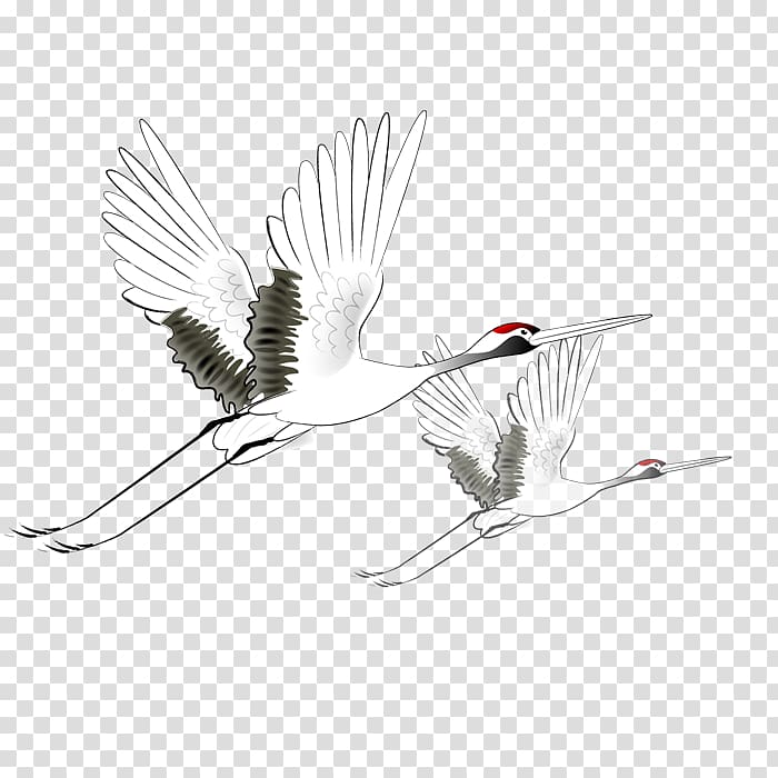 Red-crowned crane, Flying crane transparent background PNG clipart