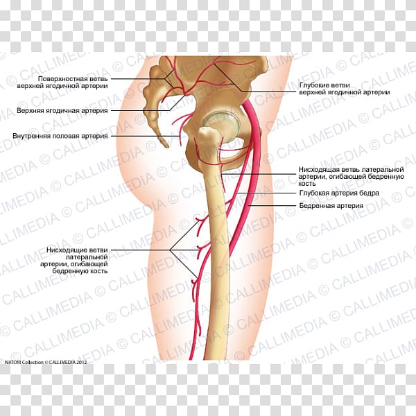 Thumb Thigh Hip Superior gluteal artery, others transparent background PNG clipart