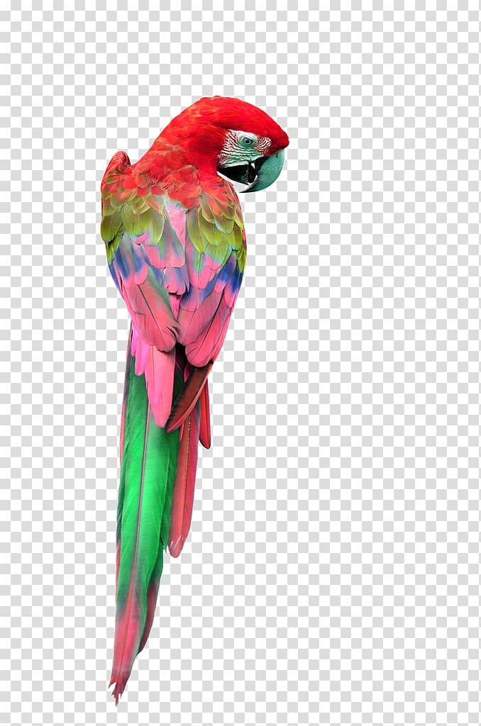 Parrot Red-and-green macaw Great green macaw Yellow-crowned amazon, parrot transparent background PNG clipart