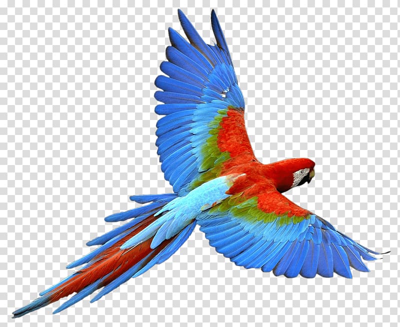 red and blue scarlet macaw, Parrot Bird, Flying Parrot transparent background PNG clipart
