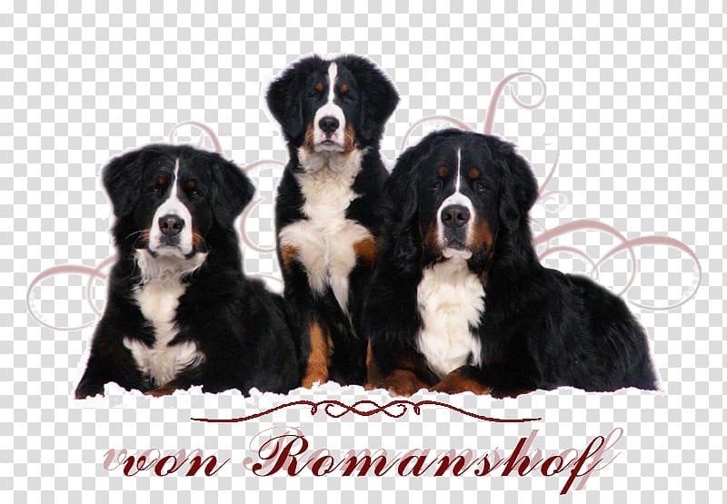 Bernese Mountain Dog Greater Swiss Mountain Dog Appenzeller Sennenhund Entlebucher Mountain Dog Puppy, puppy transparent background PNG clipart