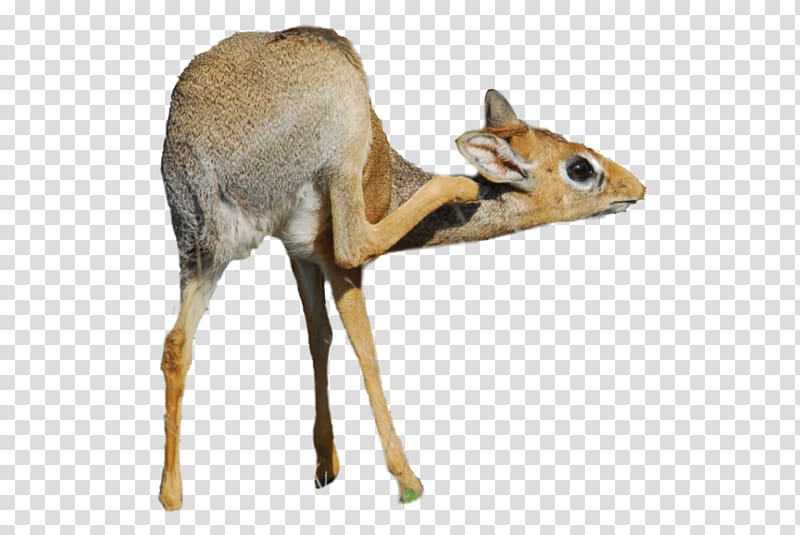 Antelope Dik-dik White-tailed deer Animal, others transparent background PNG clipart
