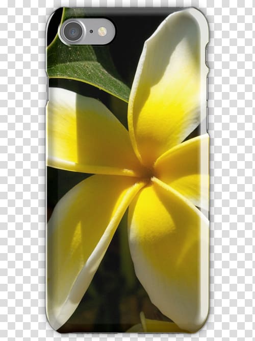 Flower Frangipani Nature, plumeria transparent background PNG clipart