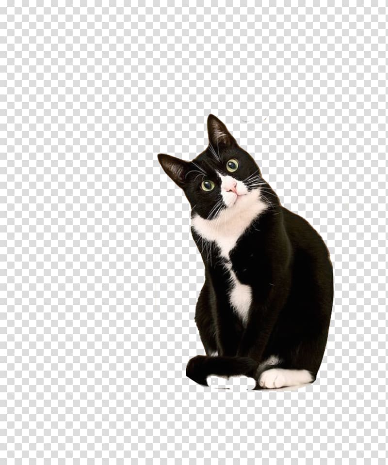Kitten Cornish Rex Bicolor cat Tuxedo Suit, cat pattern printing transparent background PNG clipart