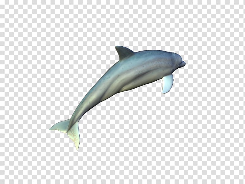 Common bottlenose dolphin Short-beaked common dolphin Tucuxi Rough-toothed dolphin Wholphin, delfines transparent background PNG clipart
