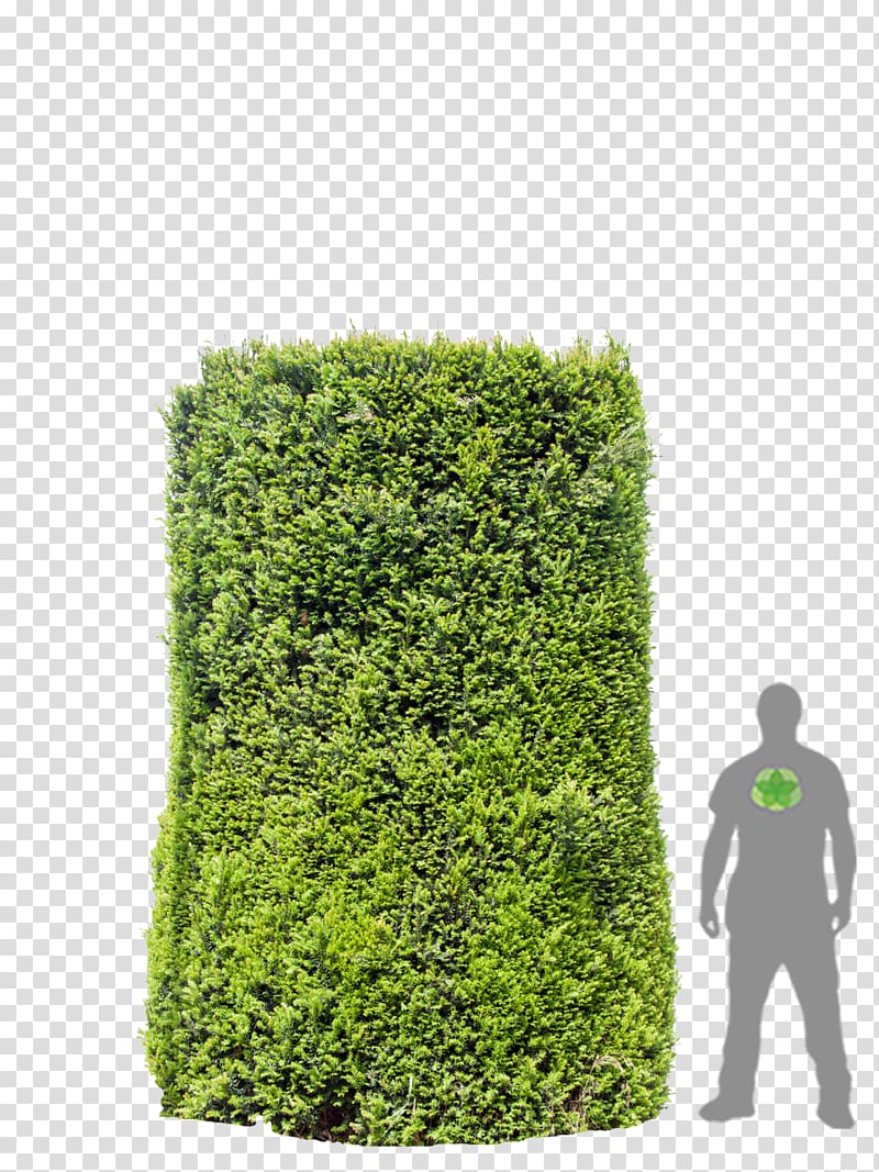 Hedge Shrub Tree, taxus transparent background PNG clipart