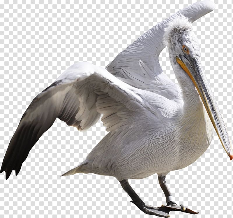 Bird Ardeinae Flamingos Pelican White stork, gull transparent background PNG clipart