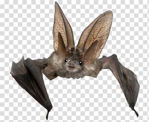 gray and brown bat, Bat transparent background PNG clipart