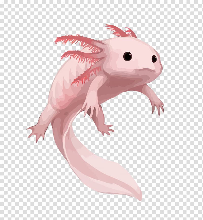salamander illustration, Salamander Axolotl Drawing Aquarium, pink salamander transparent background PNG clipart