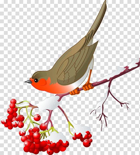 Bird Northern cardinal European robin , Bird transparent background PNG clipart