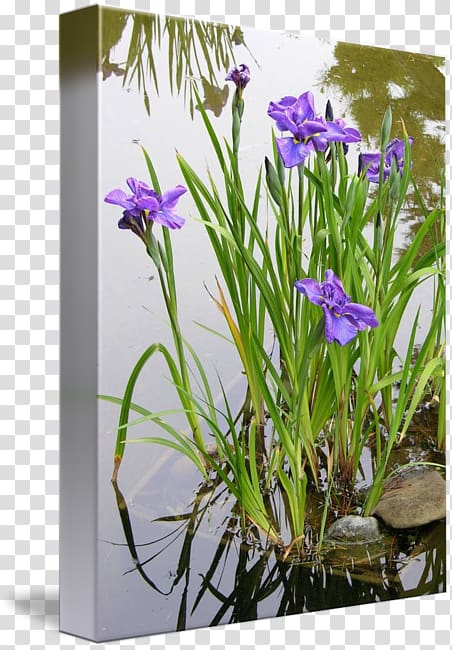 Aquatic Plants Iris pseudacorus Allium fistulosum Garden, Japan landscape transparent background PNG clipart
