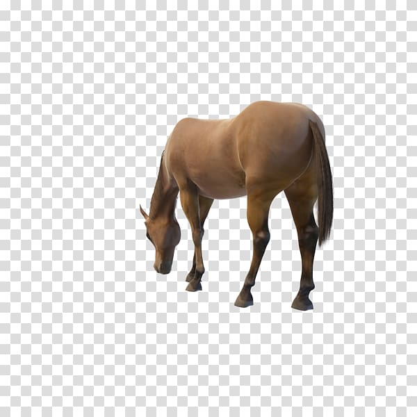 Mustang Horses Stallion Akhal-Teke Mare, mustang transparent background PNG clipart