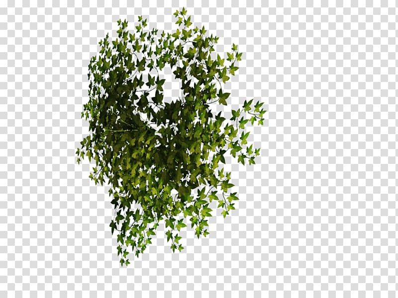 Tree Fraxinus americana Branch Fraxinus albicans Crown, tree transparent background PNG clipart