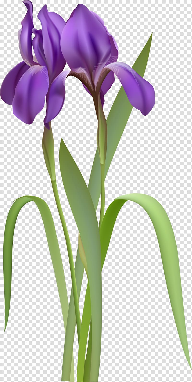 Iris versicolor , Iris transparent background PNG clipart