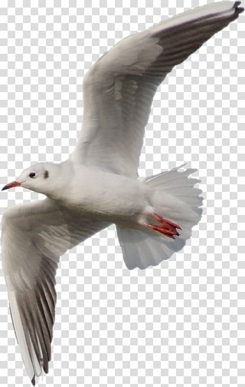 European Herring Gull Gulls Great black-backed gull Bird, Bird transparent background PNG clipart
