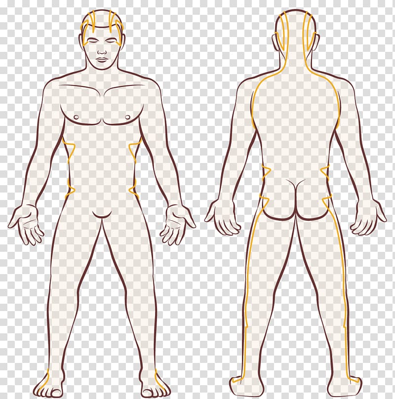 Human body Female body shape Diagram Drawing Template, Body Human  transparent background PNG clipart