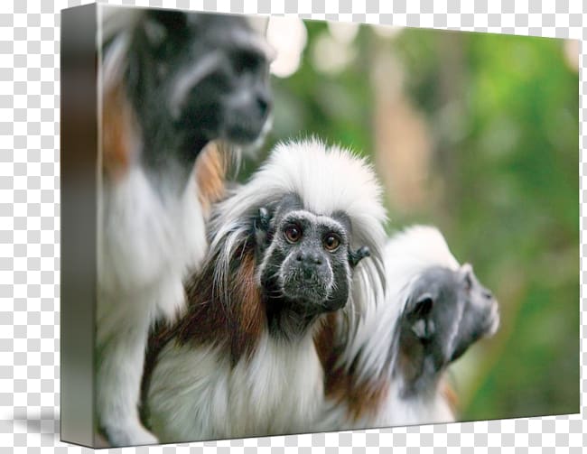 Dog breed Companion dog Snout, cotton top tamarin animal transparent background PNG clipart