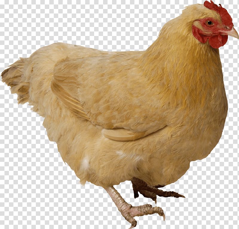 beige hen, Chicken Brown transparent background PNG clipart