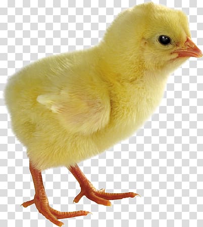 chick transparent background PNG clipart